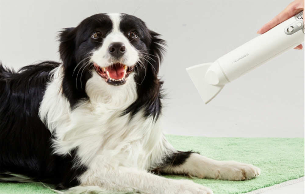 Ένας ασπρόμαυρος σκύλος border collie ξαπλώνει σε ένα πράσινο χαλάκι ενώ κάποιος κρατάει ένα λευκό στεγνωτήρα πάνω από τη γούνα του