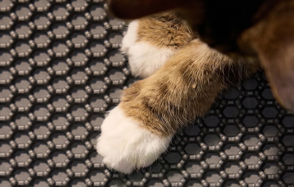 Κοντινό πλάνο των ποδιών μιας γάτας που στέκεται πάνω σε ένα μαύρο, υφασμάτινο χαλάκι με μοτίβο κηρήθρας